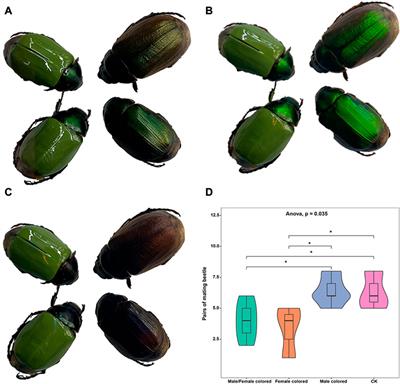 Frontiers | The effects of circularly polarized light on mating behavior  and gene expression in Anomala corpulenta (Coleoptera: Scarabaeidae)